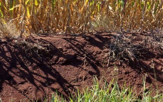 Fazenda produtiva, com 405 alqueires, em Tamarana – PR. Oportunidade única.