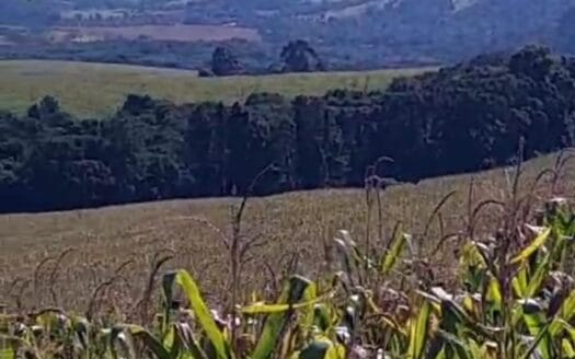 Fazenda produtiva, com 405 alqueires, em Tamarana – PR. Oportunidade única.